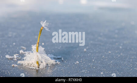 Concept - compelling. Lonely frozen plant is flooded with frozen snowflakes in the ice. Winter time Stock Photo