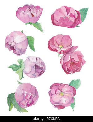 Watercolor hand-drawn set of pink roses and peonies isolated on white background. Elements for decor celebration, romantic parties, and weddings. Stock Photo
