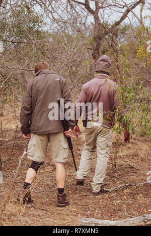 South Africa wildlife: tracker and ranger with gun following the drag marks left by a leopard dragging its kill Stock Photo