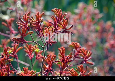 Western Australian native Red Kangaroo Paw plants, Anigozanthos, family Haemodoraceae (bloodwort family) Stock Photo