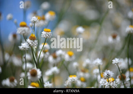 Fresh summer floral background of White and gold Winged Everlasting Daisies, Ammobium alatum, family Asteraceae. Native to eastern Australia Stock Photo