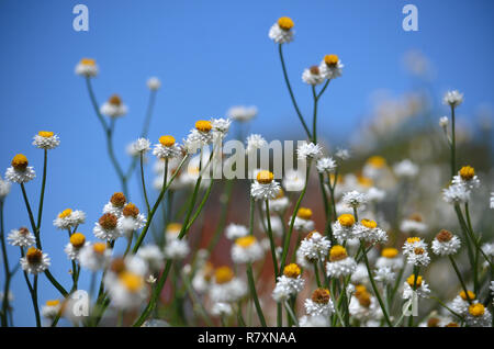 Fresh summer floral background of White and gold Winged Everlasting Daisies, Ammobium alatum, family Asteraceae. Native to eastern Australia Stock Photo