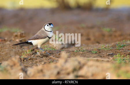 Double-barred Finch, Taeniopygia bichenovii, also called Owl finch, Black-rumped  White-rumped Double-barred Finch standing on the ground with copy sp Stock Photo