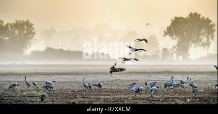 Cranes in a field foraging. Common Crane, Grus grus, in the natural habitat. Feeding of the cranes at sunrise in the national Park Agamon of Hula Vall Stock Photo