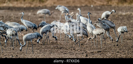 Cranes  in a field foraging.  Common Crane, Scientific name: Grus grus, Grus communis.  Cranes Flock on the field at foggy early morning. Stock Photo