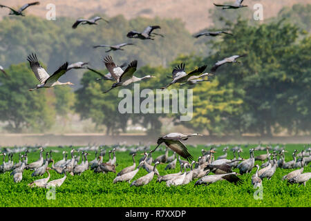 Cranes  in a field foraging.  Green grass background.  Common Crane, Scientific name: Grus grus, Grus communis.  Cranes Flock on the green field. Stock Photo