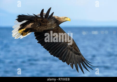 Adult White-tailed eagles fishing. Blue Ocean  background. Scientific name: Haliaeetus albicilla, also known as the ern, erne, gray eagle, Eurasian se Stock Photo