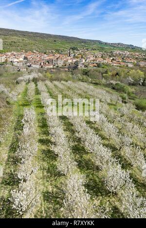 France, Puy de Dome, Saint Amant Tallende, cherry blossom tree (aerial view) Stock Photo