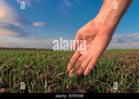 Farmer examining green wheat sporuts growing in the field Stock Photo