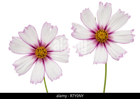Two flowers of cosmos, kosmeya flowers, isolated on white background Stock Photo