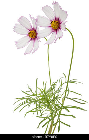 Two flowers of cosmos, kosmeya flowers, isolated on white background Stock Photo