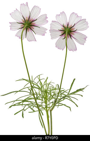 Two flowers of cosmos, kosmeya flowers, isolated on white background Stock Photo