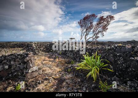 Portugal, Azores, Pico Island, Arcos, vineyards made of volcanic stone Stock Photo