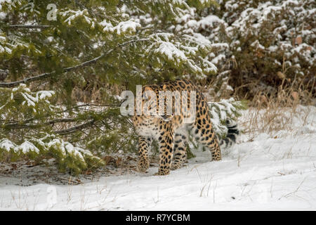 Amur Leopard Walking in front of the Evergreen Trees during a Snowfall Stock Photo
