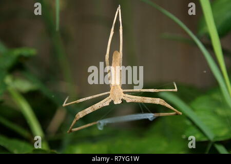 Rufous Net-Casting Spider 'Deinopis subrufa' Stock Photo