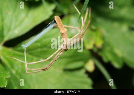 Rufous Net-Casting Spider 'Deinopis subrufa' Stock Photo