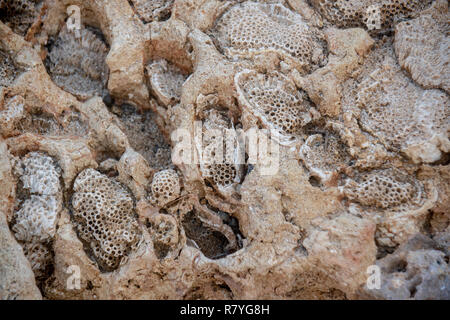 Coral and coral fossils on Dos Playa beach in Arikok National Park Aruba - Stock Photo