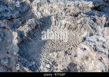 Coral and coral fossils on Dos Playa beach in Arikok National Park Aruba - Stock Photo