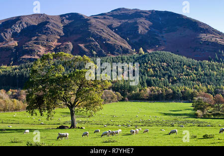 Sheep grazing in autumn sunshine in beautiful meadow beneath partly forested slopes of Ullock Pike, Lake District, Cumbria, England UK. Stock Photo