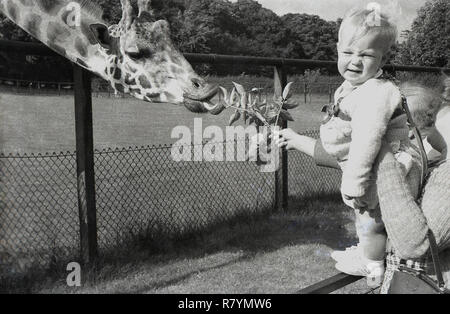 1950s, historical, a giraffe leaning over his enclosure fence at a zoo to eat some leaves being offered by lady, holding up her infant son ...who is not too keen on saying hello to the animal, England, UK. Stock Photo