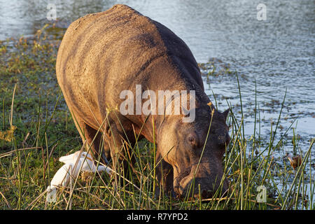 Hippopotamus (Hippopotamus amphibius), wading and grazing in the water of the Sabie River,with two cattle egrets (Bubulcus ibis) and an African jacana Stock Photo