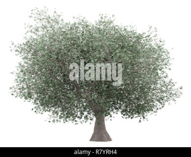 olive tree isolated on white background. 3d illustration Stock Photo