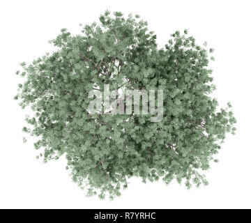 olive tree isolated on white background. top view. 3d illustration Stock Photo