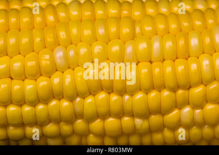 Close up raw sweet corn pattern texture background decoration. Stock Photo