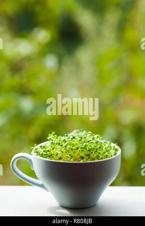 Concept of healthy life - organic micro greens Stock Photo