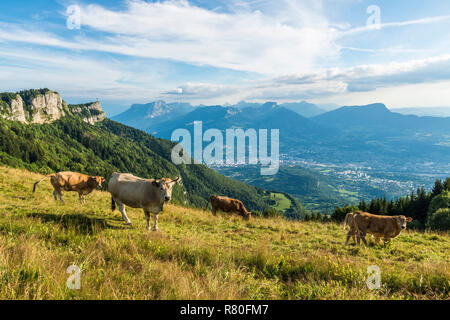 Herd of Tarentaise cows in a field on the site of Le-Sire, near the ski resort of La Feclaz, in the heart of the Bauges Massif Regional Nature Park. Stock Photo
