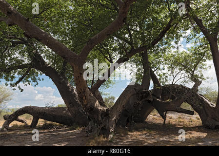 Old broken baobab tree between Tsumkwe and Khaudum National Park in northern Namibia Stock Photo