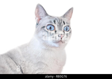 Surprised cat isolated on white background. White grey striped cat with blue eyes. Stock Photo