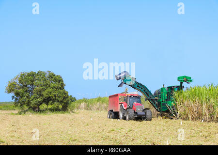 Guadeloupe: sugar cane cultivation. Mechanical  sugar cane harvesting, Grande-Terre Island Stock Photo