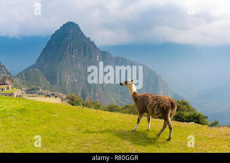 Llama at Machu Picchu Stock Photo