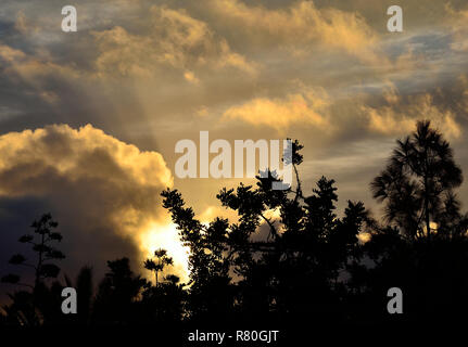 Group of backlit trees in foreground and cloudy sky during the sunrise Stock Photo