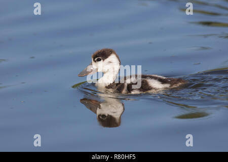 Common Shelduck (Tadorna tadorna), duckling swimming, Schleswig-Holstein, Germany Stock Photo