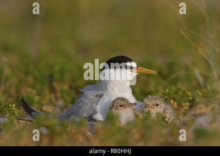 Little Tern (Sterna albifrons). Parent with chicks. Germany Stock Photo