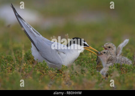 Little Tern (Sterna albifrons). Parent feeding chicks. Germany Stock Photo