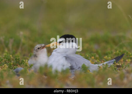 Little Tern (Sterna albifrons). Parent with chick. Germany Stock Photo