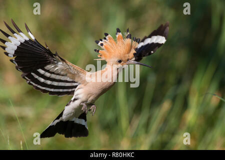 Hoopoe (Upupa epops). Adult in flight. Germany Stock Photo