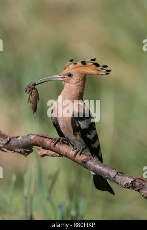 Hoopoe (Upupa epops) perched on a branch, with insect in its bill. Germany Stock Photo