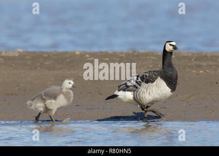 Barnacle Goose (Branta leucopsis). Adult and chick walking on a river bank. Svalbard, Norway Stock Photo