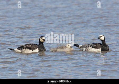 Barnacle Goose (Branta leucopsis). Family swimming. Svalbard, Norway Stock Photo