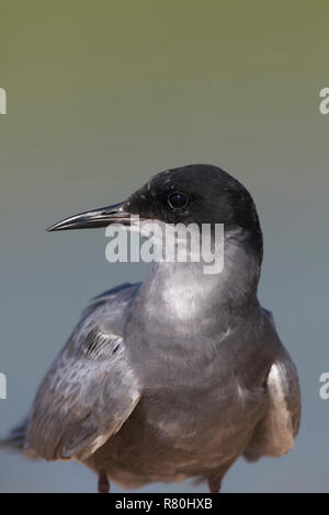 Black Tern (Chlidonias niger). Portrait of adult. Germany Stock Photo