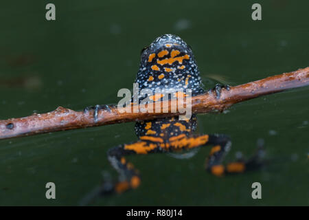Fire-bellied toad (Bombina bombina) in a pond, showing warning colors. Germany Stock Photo