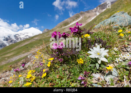 Edelweiss (Leontopodium nivale alpinum), flowering plant in alpine surroundings. Hohe Tauern National Park, Carinthia, Austria Stock Photo
