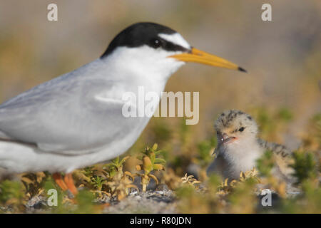 Little Tern (Sterna albifrons). Parent with feeding chick. Germany Stock Photo