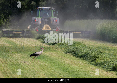 European White Stork (Ciconia ciconia). Adult foraging on a meadow next to a mowing machine. Germany Stock Photo