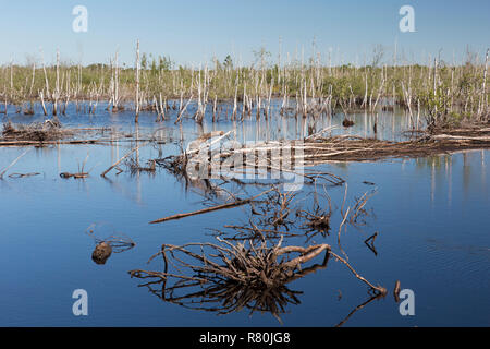 Nature Reserve Totes Moor. Renaturated peat bog. Lower Saxony, Germany Stock Photo