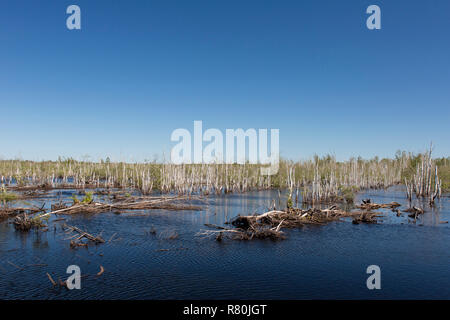Nature Reserve Totes Moor. Renaturated peat bog. Lower Saxony, Germany Stock Photo